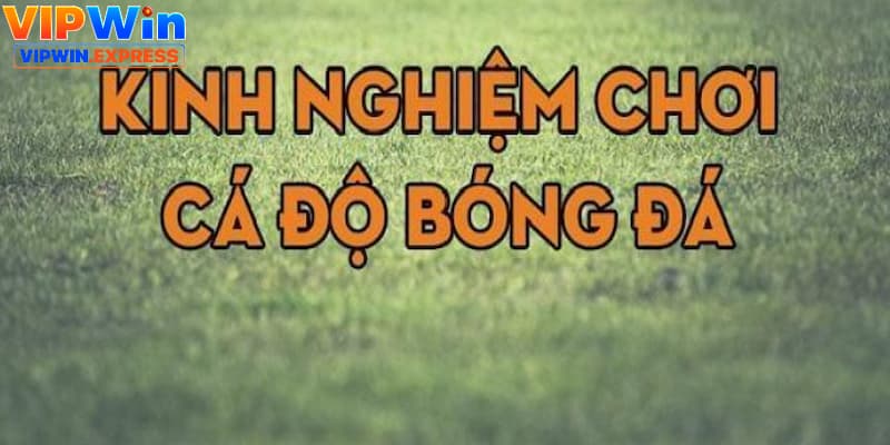 Cược bóng đá thu hút đông đảo người chơi ghé đến VIPWIN